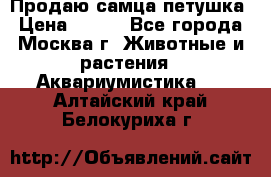 Продаю самца петушка › Цена ­ 700 - Все города, Москва г. Животные и растения » Аквариумистика   . Алтайский край,Белокуриха г.